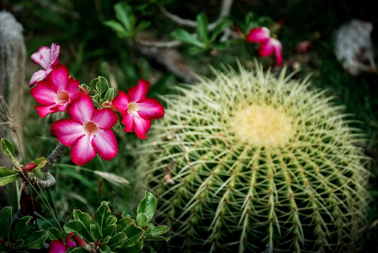 adenio rosa del desierto