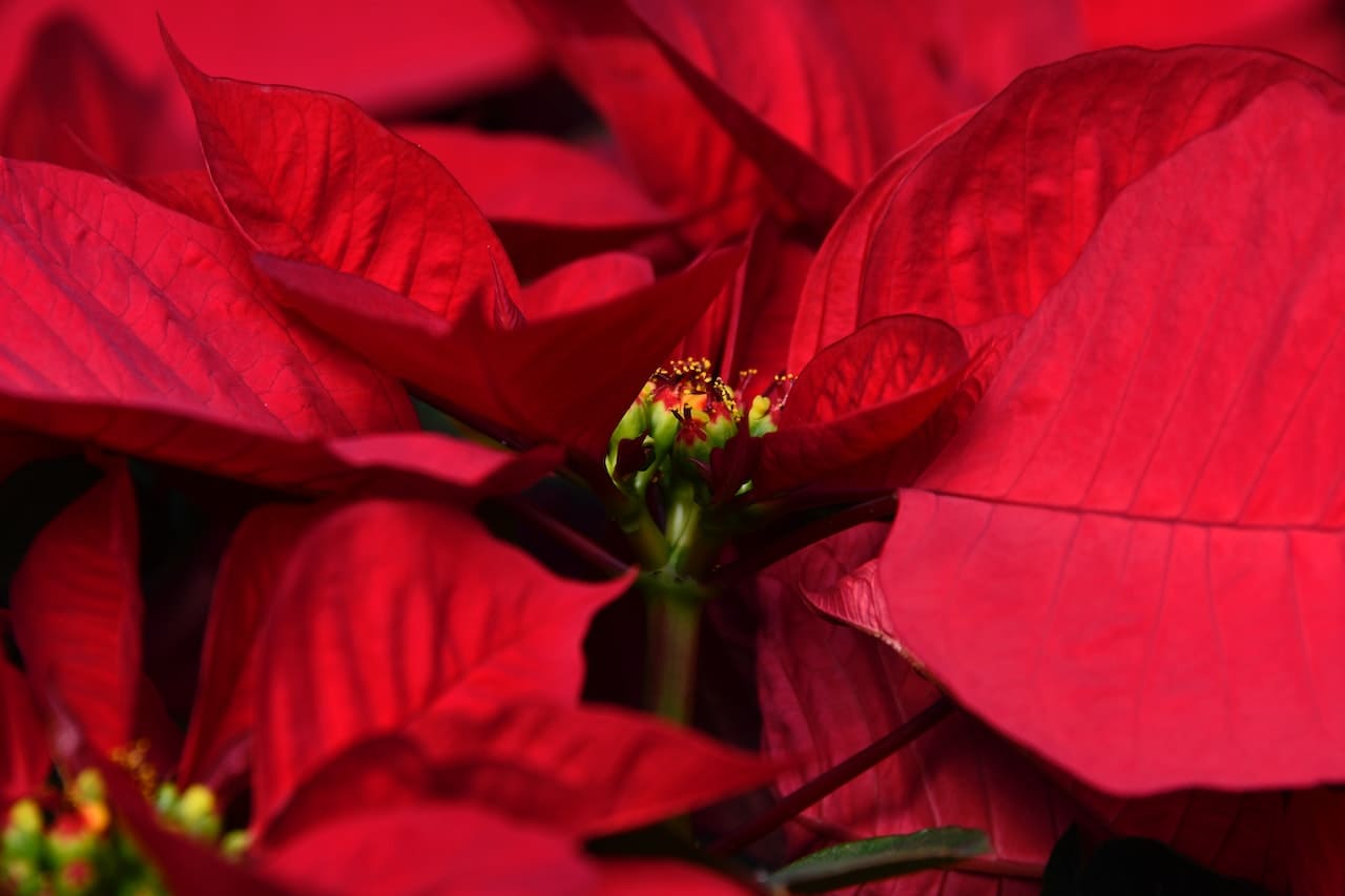 flor de pascua