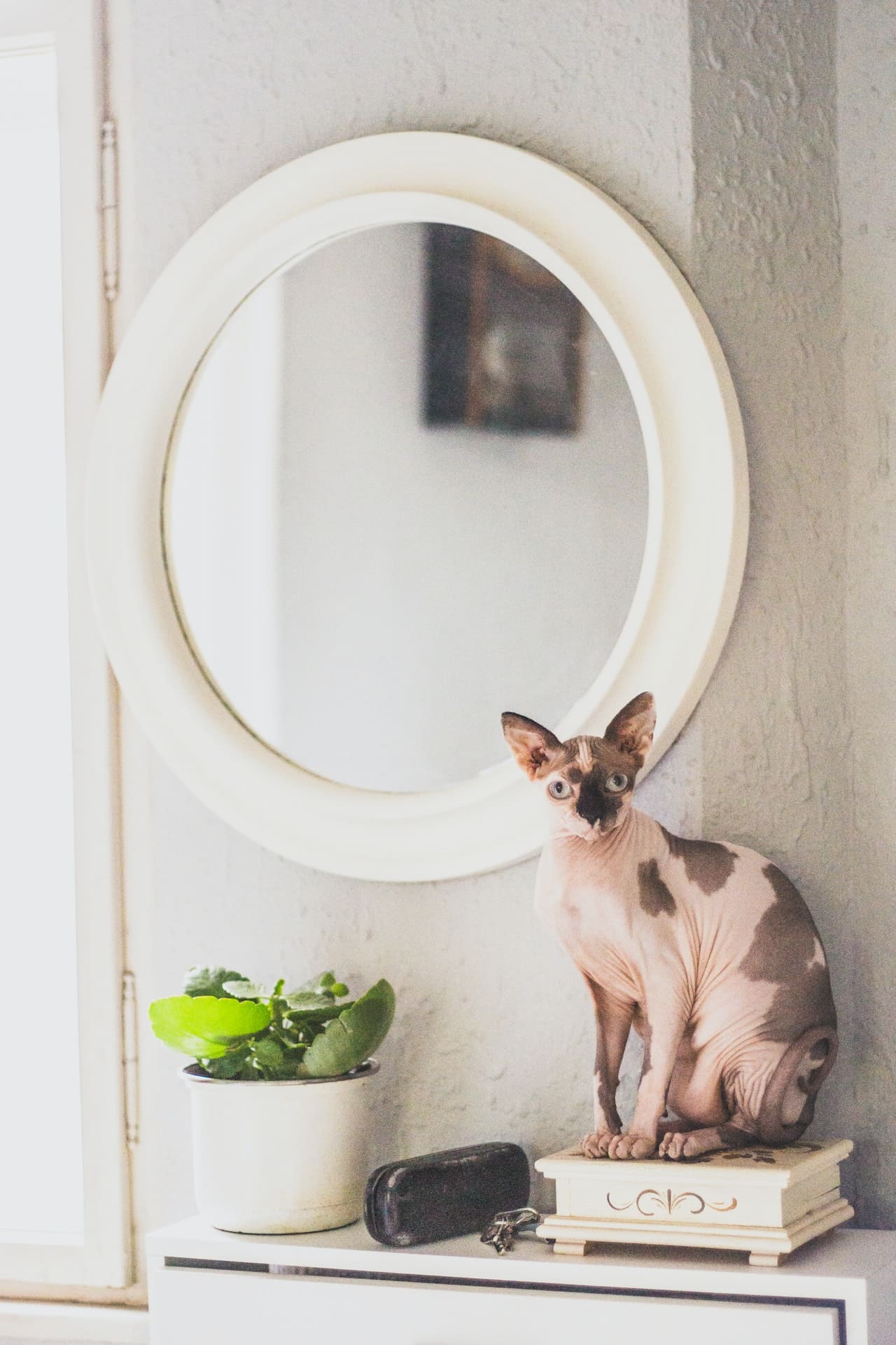 gato egipcio sin pelo en casa