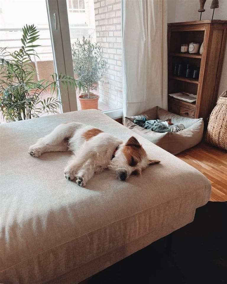 perro de lucia pombo y alvaro en la cama