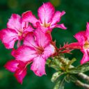 flor rosa del desierto