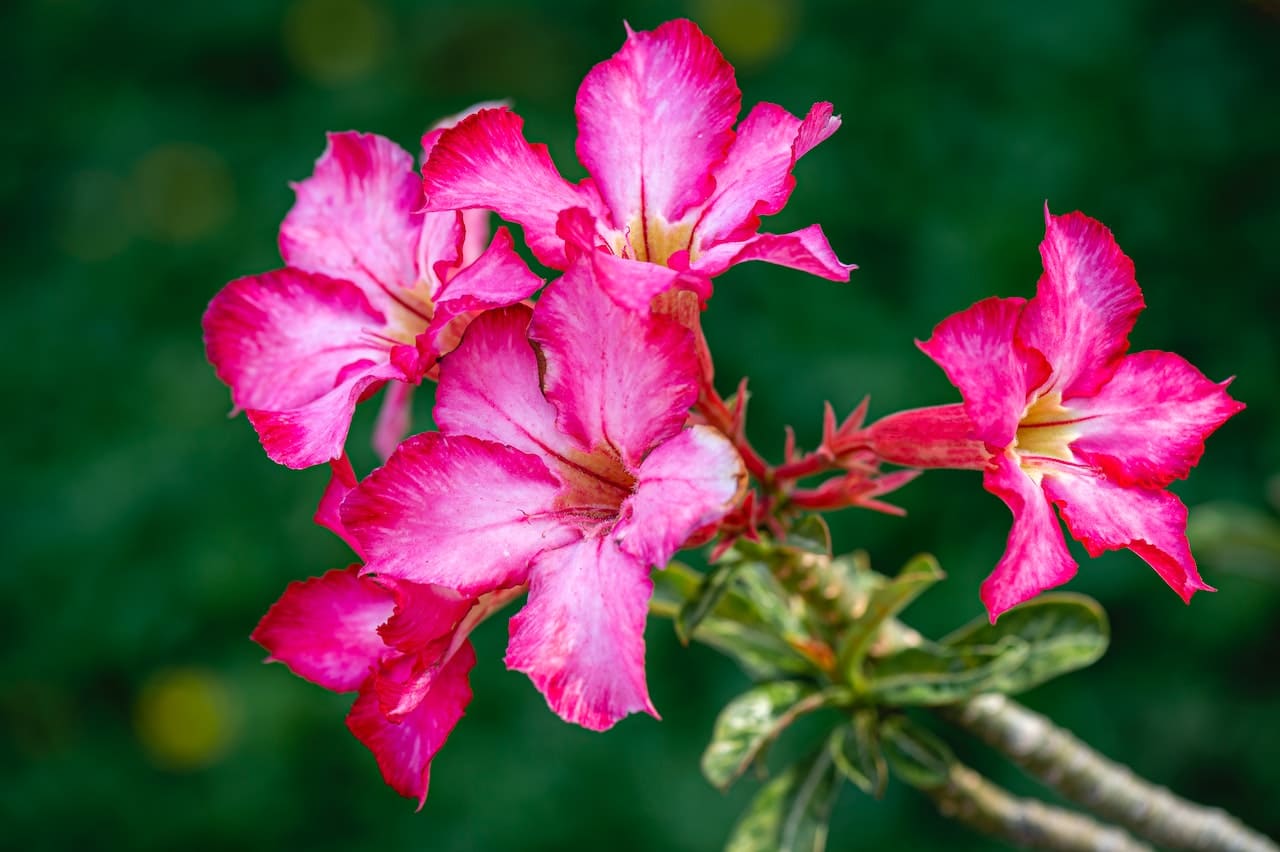 flor rosa del desierto